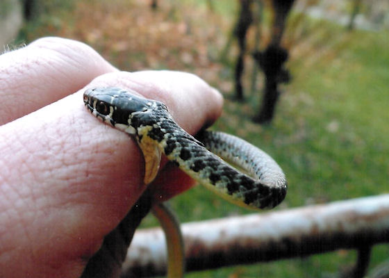serpente nel bagno