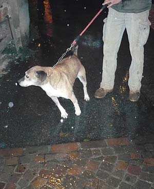 Il cane sequestrato a Gavirate