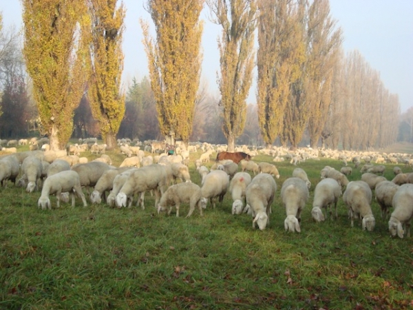 pecore al pascolo a Bodio Lomnago