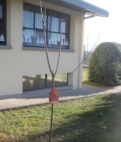 Il ciliegio