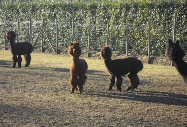 La riva degli alpaca