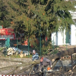 alberi tagliati casbeno 