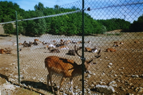 parco aironi
