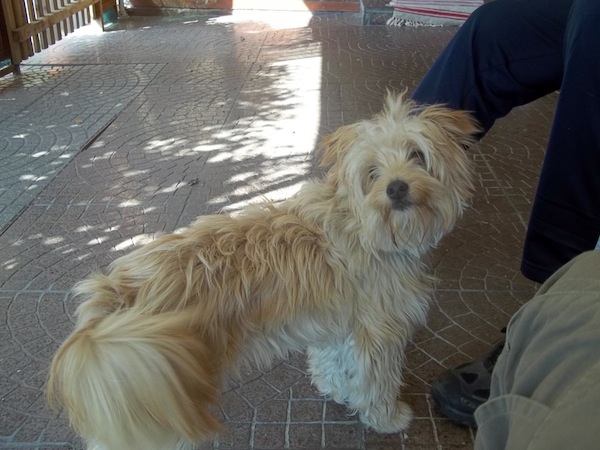 la cagnolina roxy