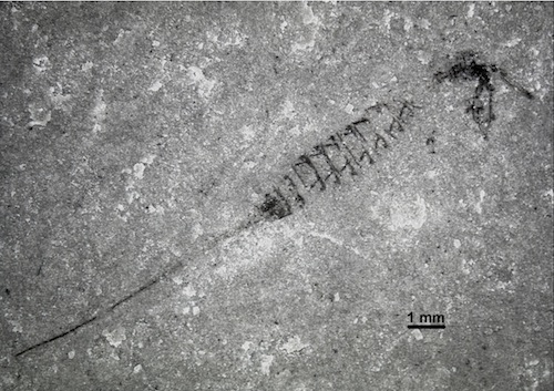 fossile insetto monte san giorgio