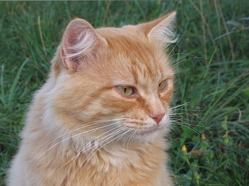 gatto rosso 