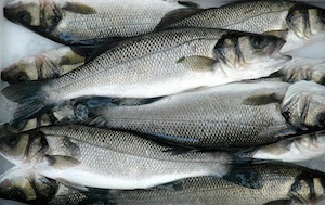 branzino foto