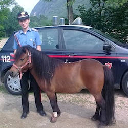 pony laveno prima