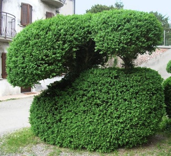 bosso foto
