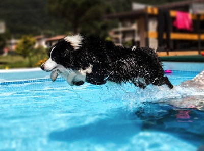 cane piscina foto