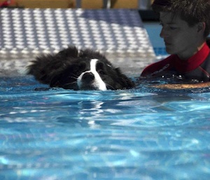 cane piscina foto