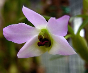 orchidea foto