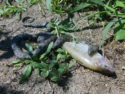 natrice serpente biscia svizzera