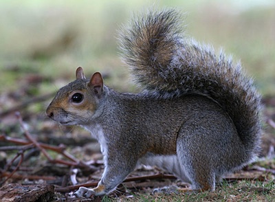 scoiattolo grigio foto