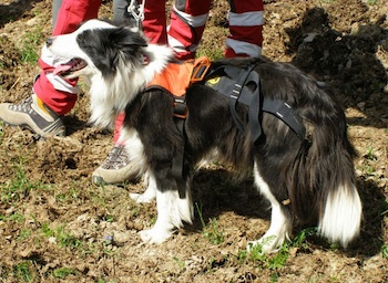 cane foto salvataggio