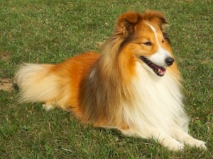 collie agility dog