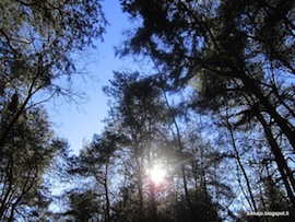 bosco foto