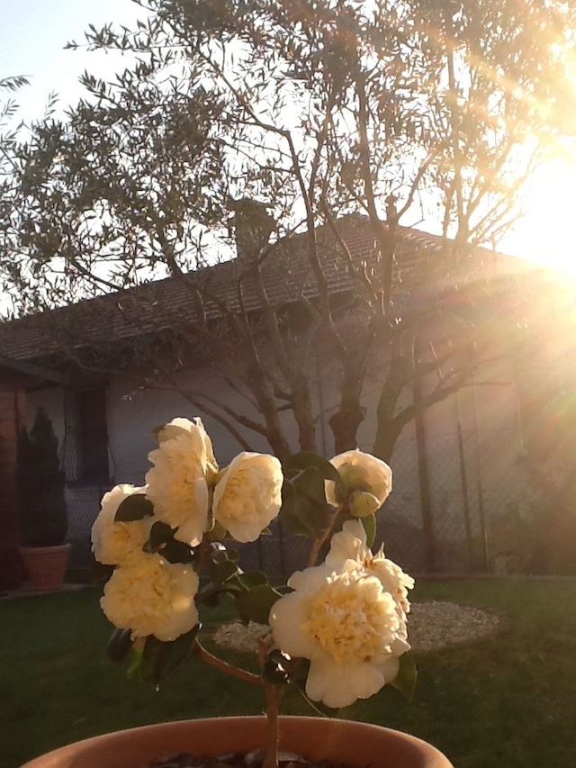 daniela di benedetto foto