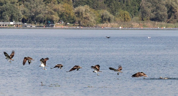 falco caccia