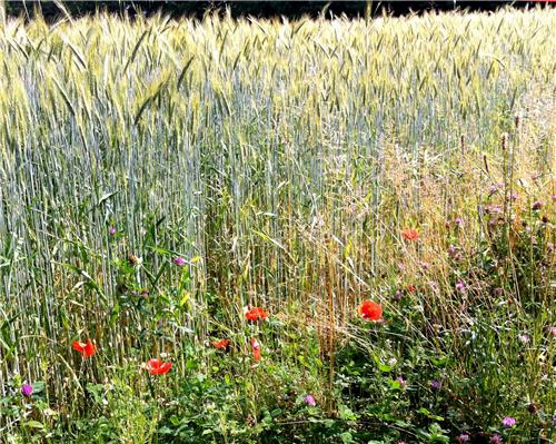 Il parco Pineta a Vedano Olona