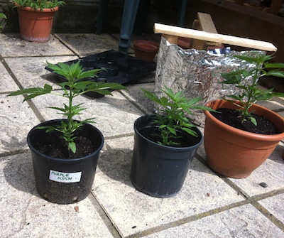 marijuana foto piante