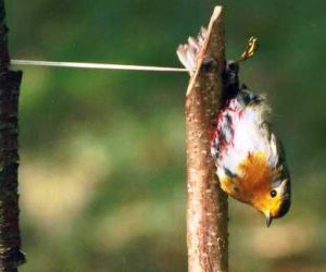 pettirosso richiamo vivo