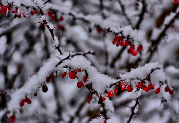 neve 2014