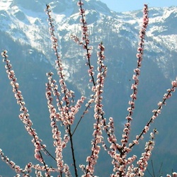 fiori marzo apertura