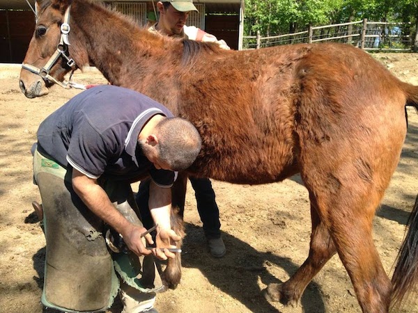 Cavalli e pony sequestrati a Laveno Mombello 