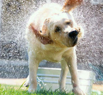 caldo record foto