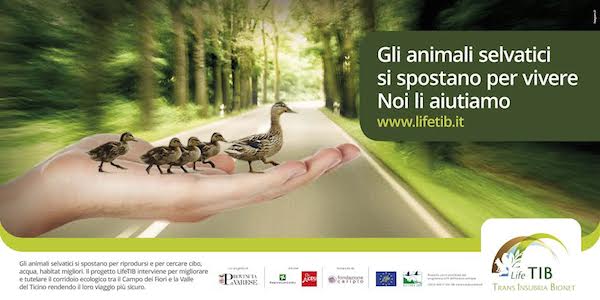 campagna tib varese