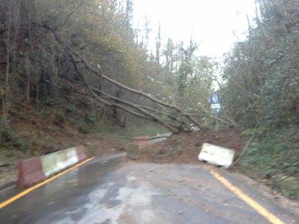 bosco lozza foto albero